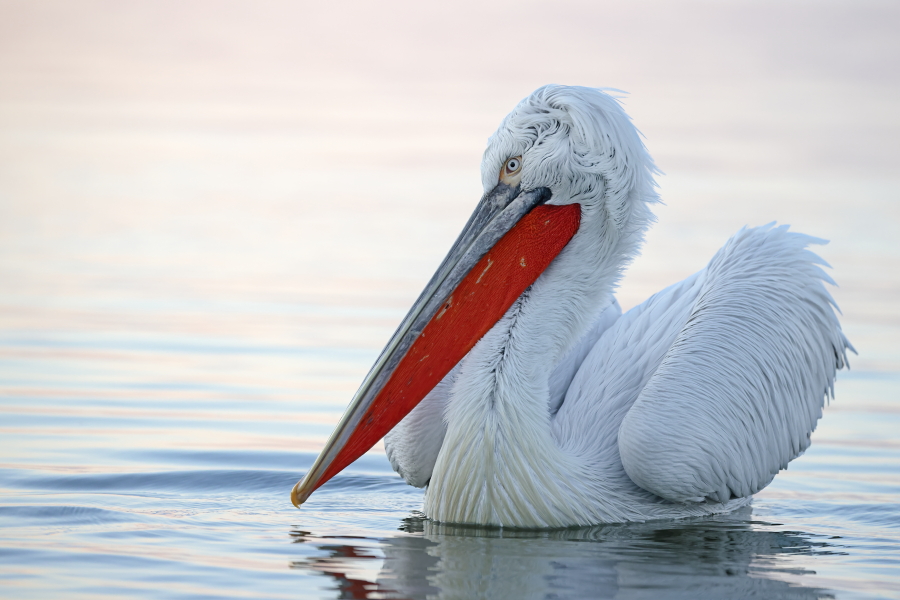 Krauskopfpelikan Pelecanus crispus Dalmatian Pelican