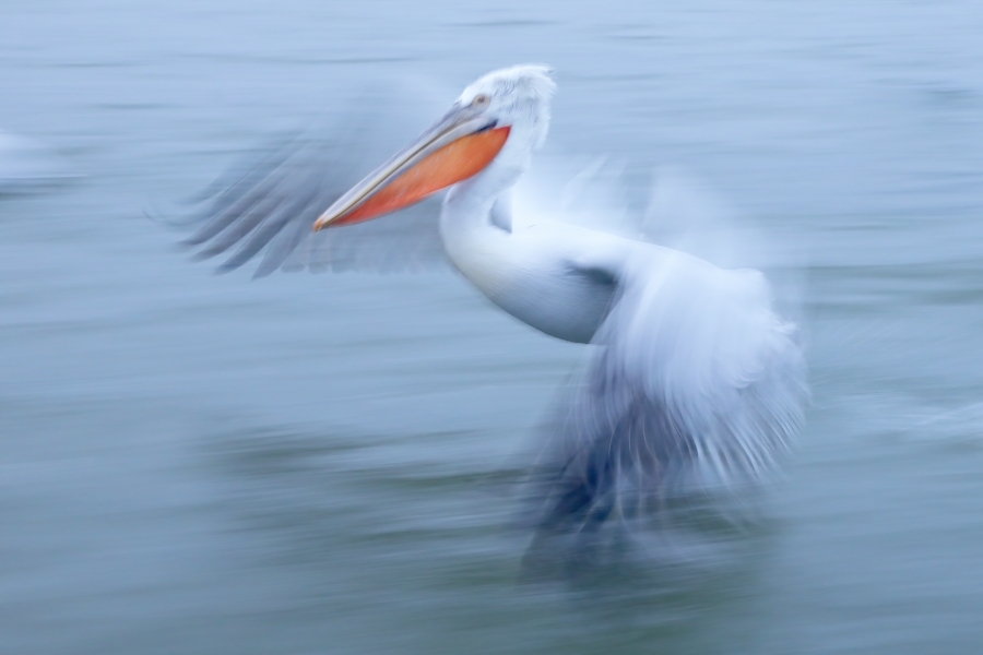 Krauskopfpelikan Pelecanus crispus Dalmatian Pelican