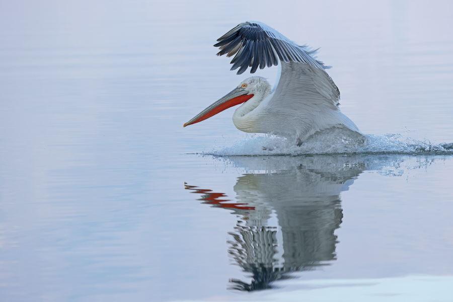 Krauskopfpelikan Pelecanus crispus Dalmatian Pelican