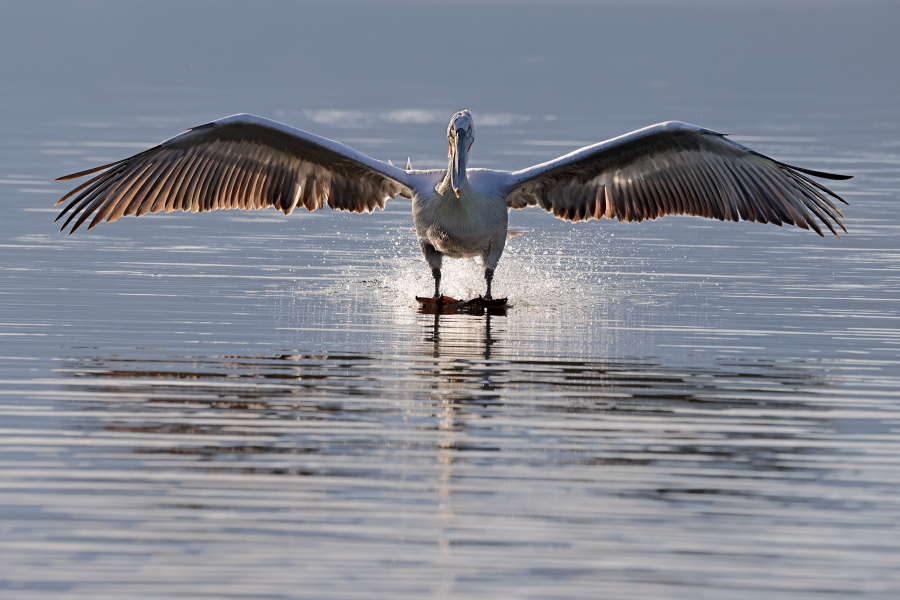 Krauskopfpelikan Pelecanus crispus Dalmatian Pelican