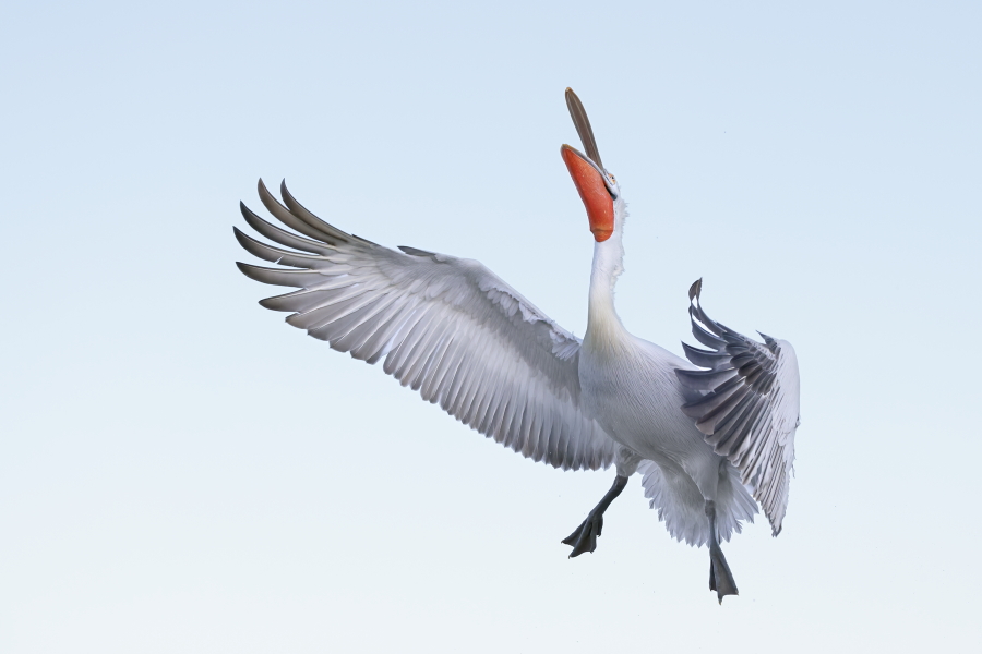 Krauskopfpelikan Pelecanus crispus Dalmatian Pelican