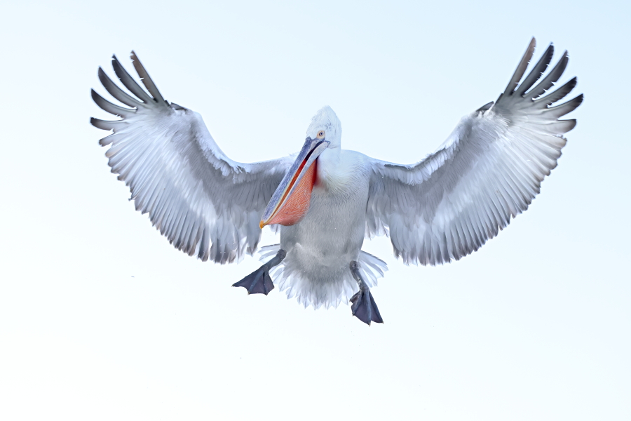 Krauskopfpelikan Pelecanus crispus Dalmatian Pelican