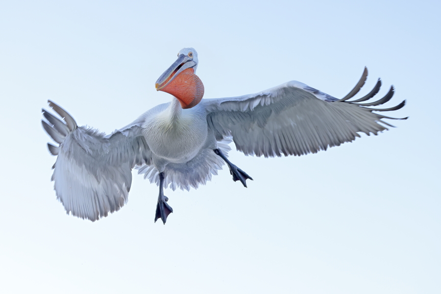 Krauskopfpelikan Pelecanus crispus Dalmatian Pelican