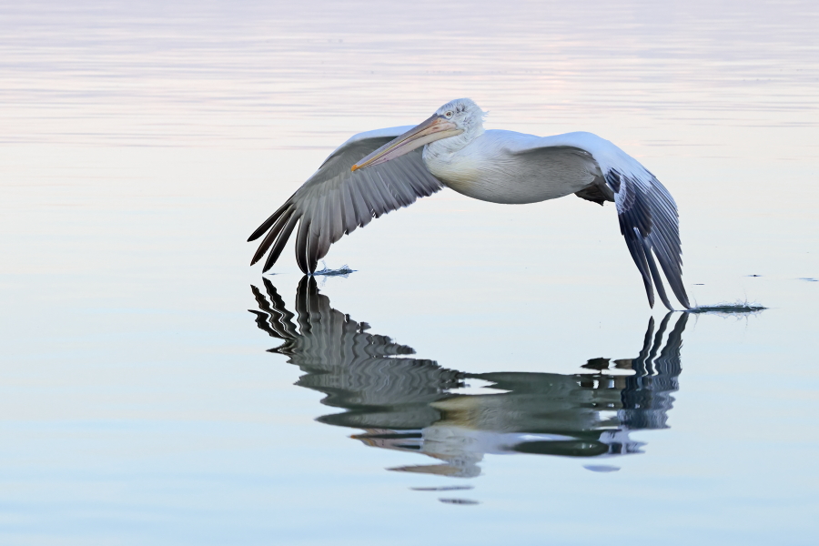 Krauskopfpelikan Pelecanus crispus Dalmatian Pelican