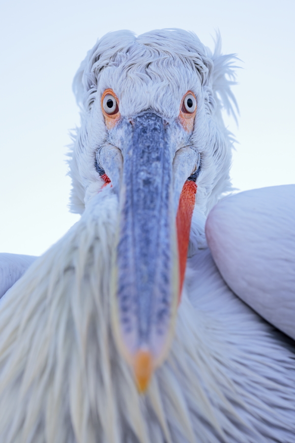 Krauskopfpelikan Pelecanus crispus Dalmatian Pelican