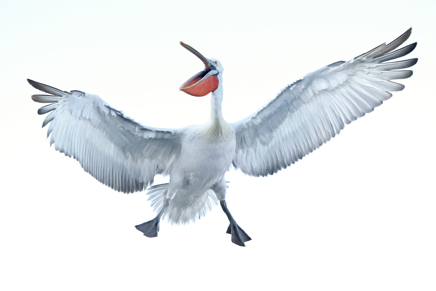 Krauskopfpelikan Pelecanus crispus Dalmatian Pelican
