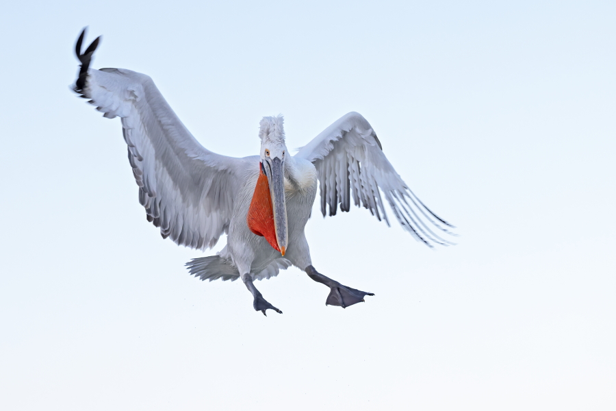 Krauskopfpelikan Pelecanus crispus Dalmatian Pelican