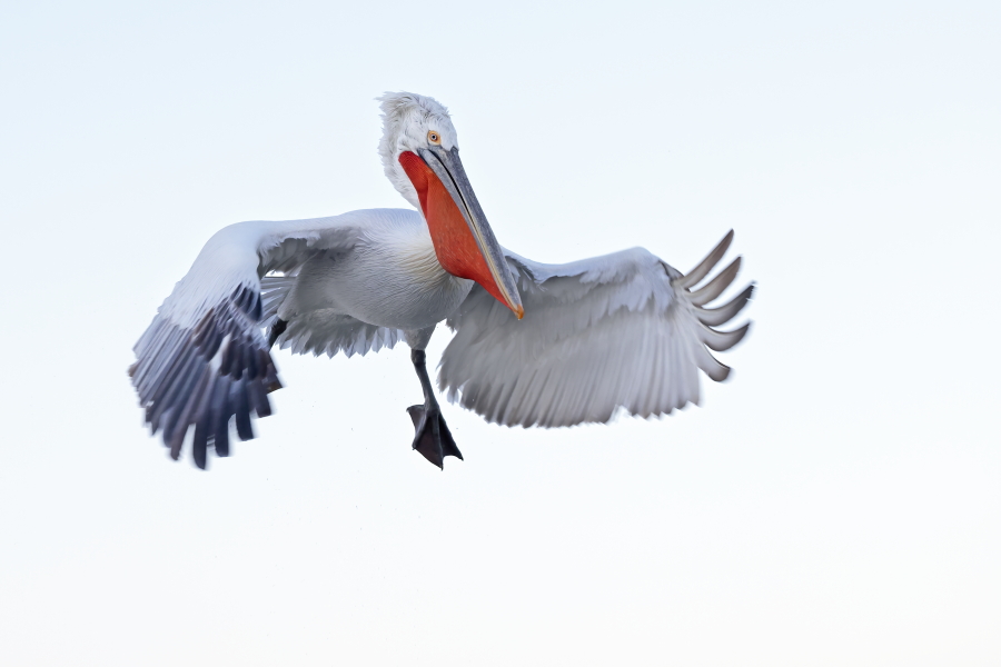 Krauskopfpelikan Pelecanus crispus Dalmatian Pelican