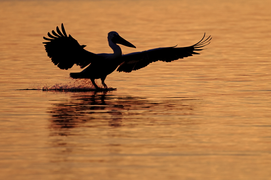 Krauskopfpelikan Pelecanus crispus Dalmatian Pelican
