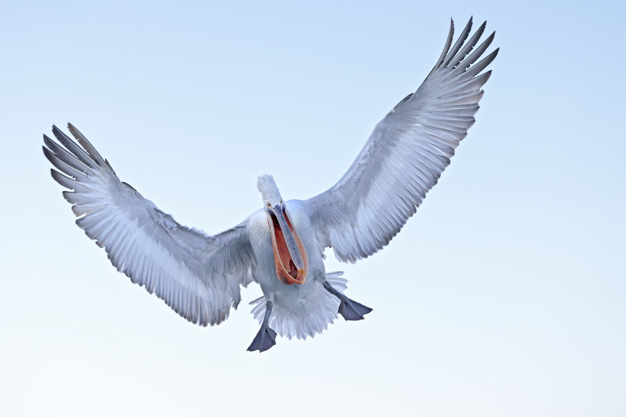 Krauskopfpelikan Pelecanus crispus Dalmatian Pelican