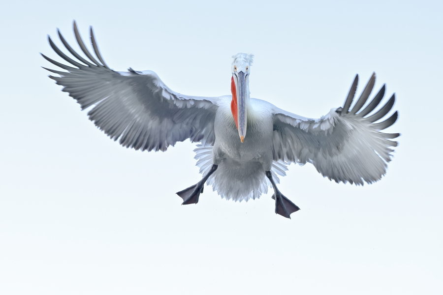 Krauskopfpelikan Pelecanus crispus Dalmatian Pelican