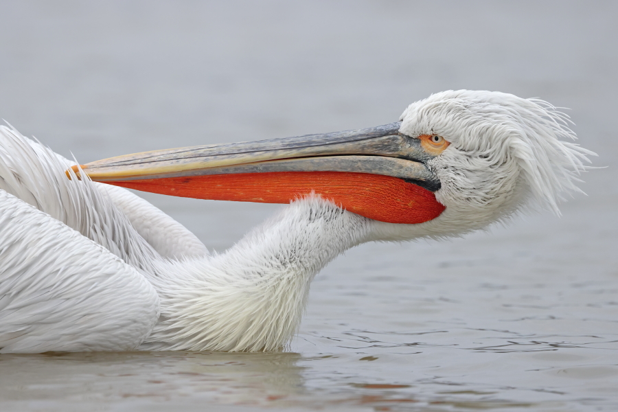 Krauskopfpelikan Pelecanus crispus Dalmatian Pelican