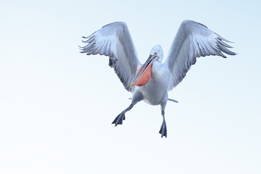 Krauskopfpelikan Pelecanus crispus Dalmatian Pelican