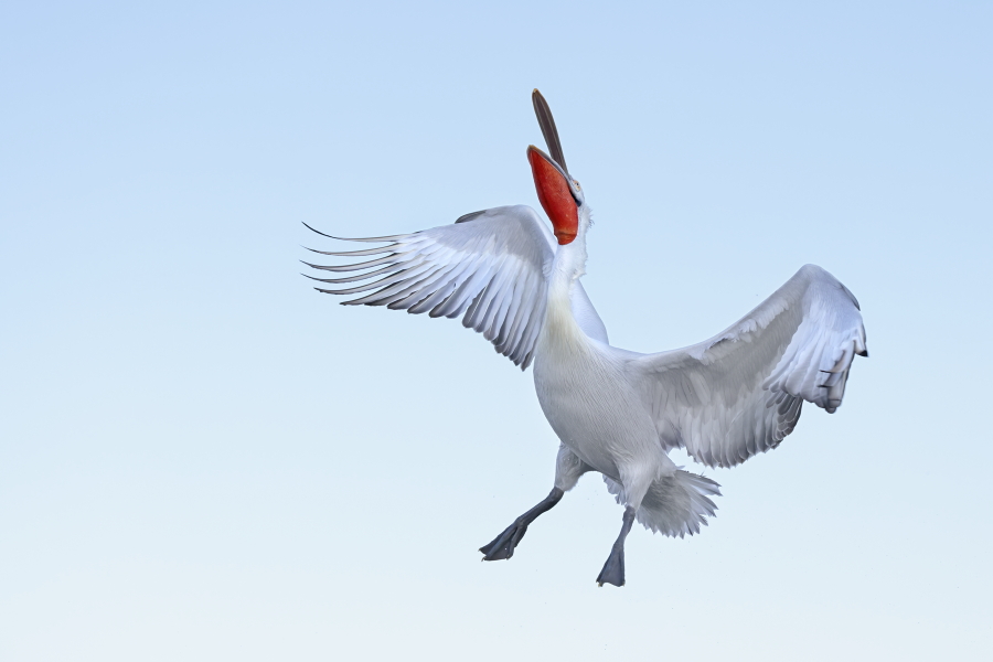 Krauskopfpelikan Pelecanus crispus Dalmatian Pelican