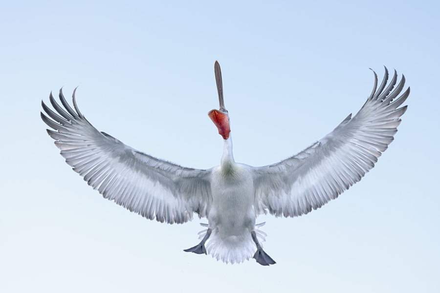 Krauskopfpelikan Pelecanus crispus Dalmatian Pelican