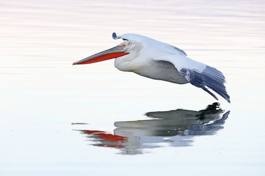 Krauskopfpelikan Pelecanus crispus Dalmatian Pelican