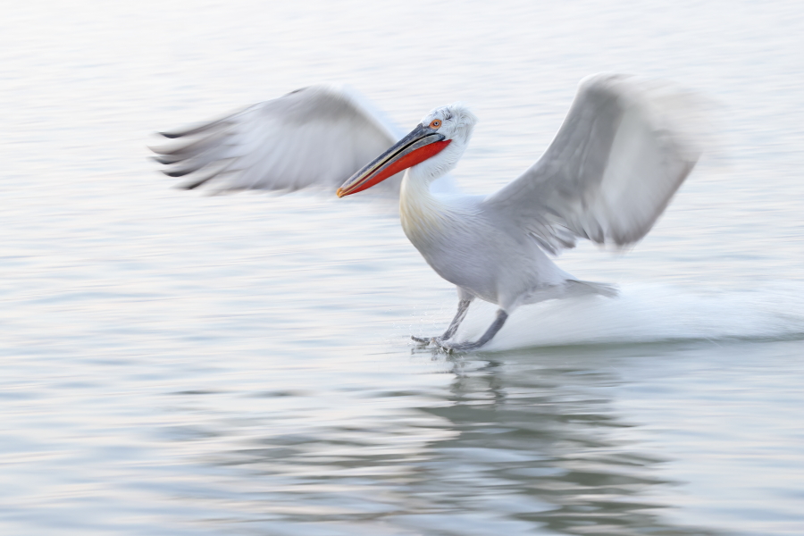 Krauskopfpelikan Pelecanus crispus Dalmatian Pelican