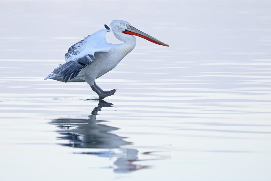 Krauskopfpelikan Pelecanus crispus Dalmatian Pelican