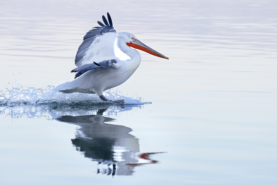 Krauskopfpelikan Pelecanus crispus Dalmatian Pelican