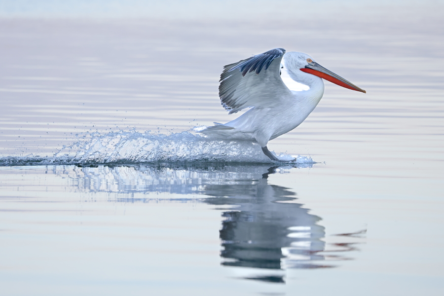 Krauskopfpelikan Pelecanus crispus Dalmatian Pelican