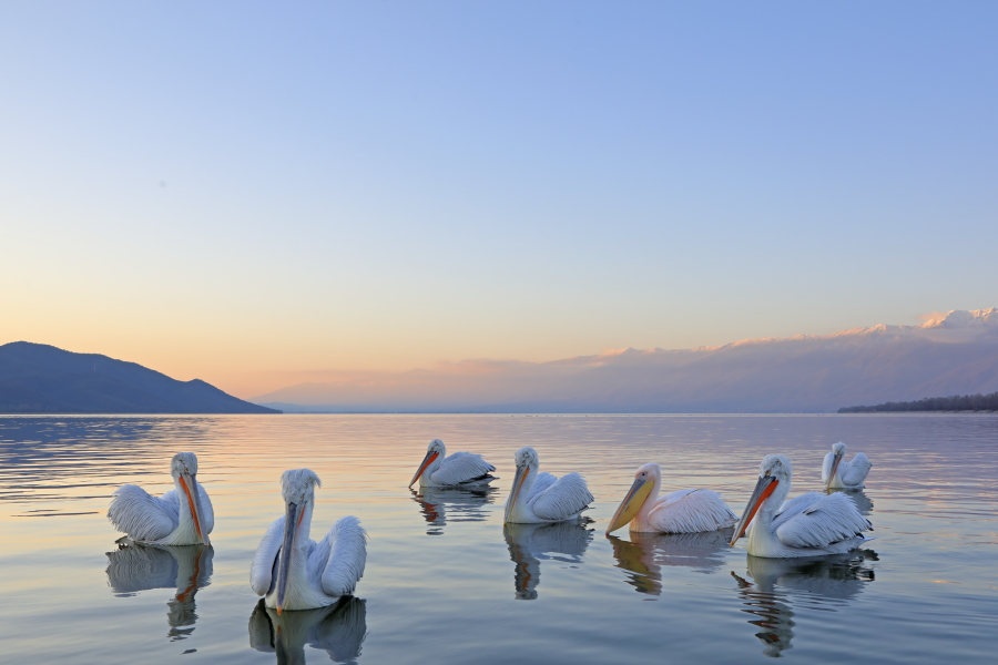 Krauskopfpelikan Pelecanus crispus Dalmatian Pelican