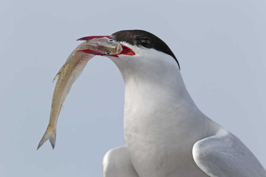Küstenseeschwalbe am Eidersperrwerk, Schleswig-Holstein