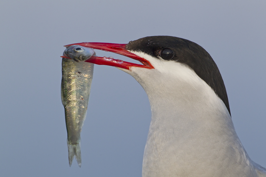 Küstenseeschwalbe am Eidersperrwerk, Schleswig-Holstein