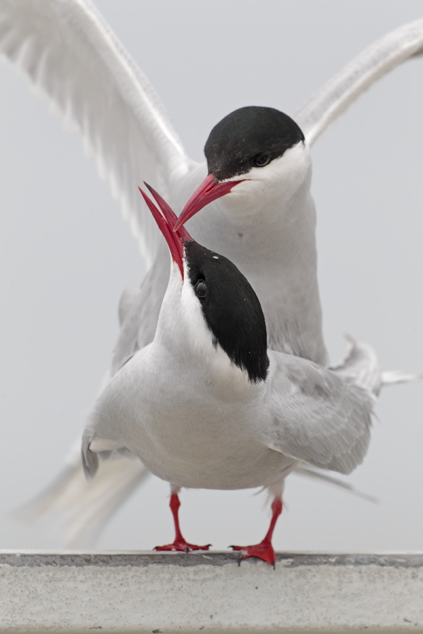 Küstenseeschwalbe am Eidersperrwerk, Schleswig-Holstein