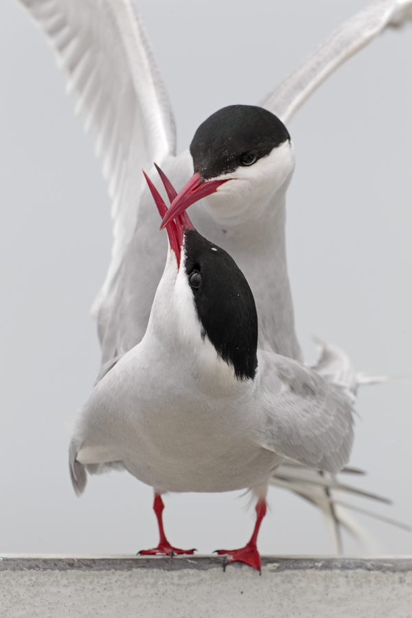 Küstenseeschwalbe am Eidersperrwerk, Schleswig-Holstein