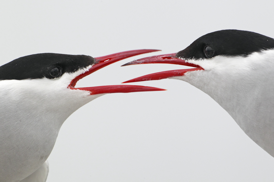 Küstenseeschwalbe am Eidersperrwerk, Schleswig-Holstein