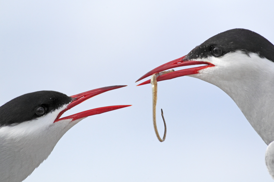 Küstenseeschwalbe am Eidersperrwerk, Schleswig-Holstein