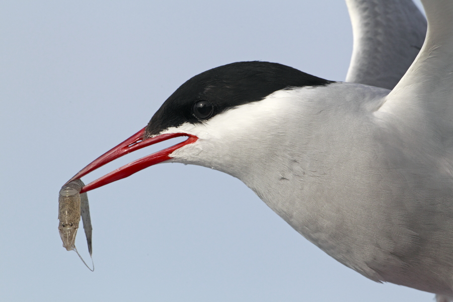 Küstenseeschwalbe am Eidersperrwerk, Schleswig-Holstein