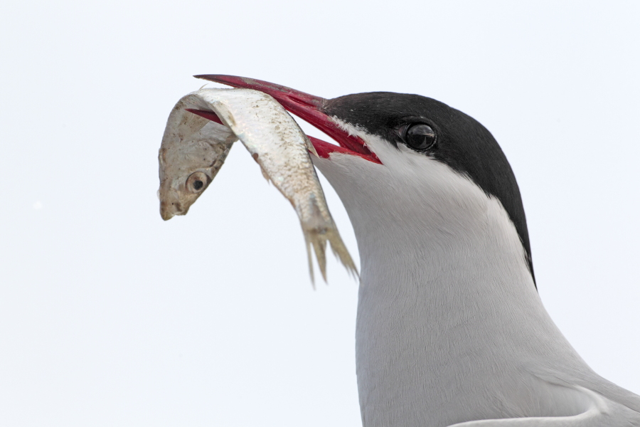 Küstenseeschwalbe am Eidersperrwerk, Schleswig-Holstein
