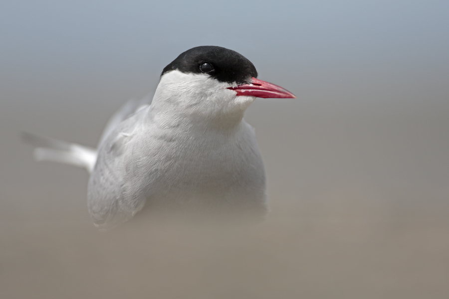 Küstenseeschwalbe am Eidersperrwerk, Schleswig-Holstein