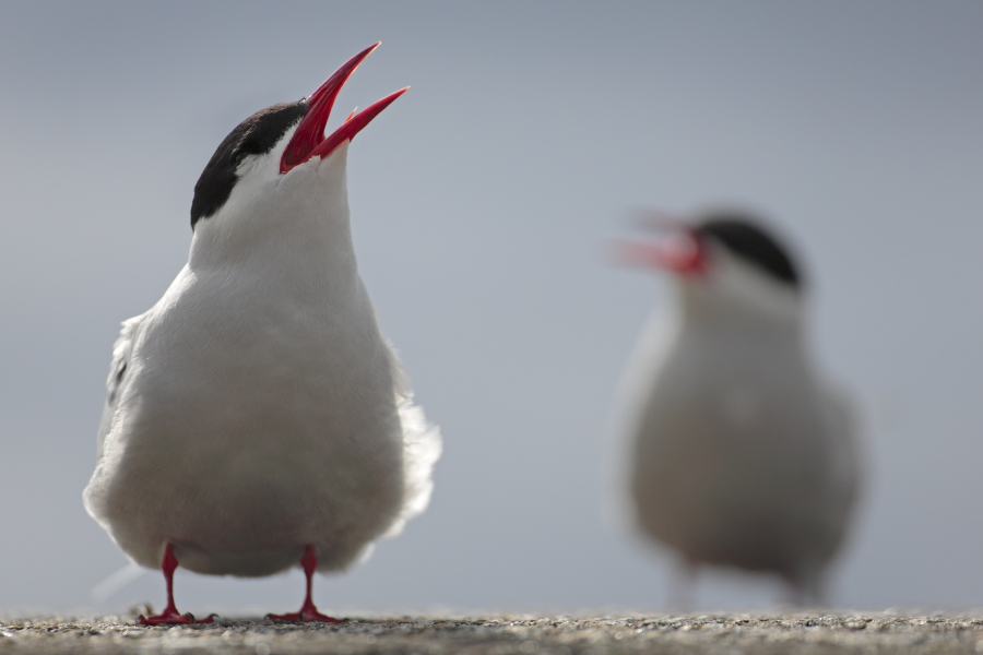 Küstenseeschwalbe am Eidersperrwerk, Schleswig-Holstein