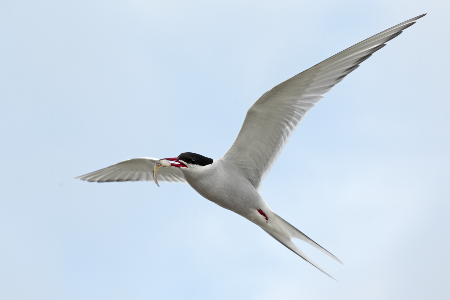 Küstenseeschwalbe am Eidersperrwerk, Schleswig-Holstein