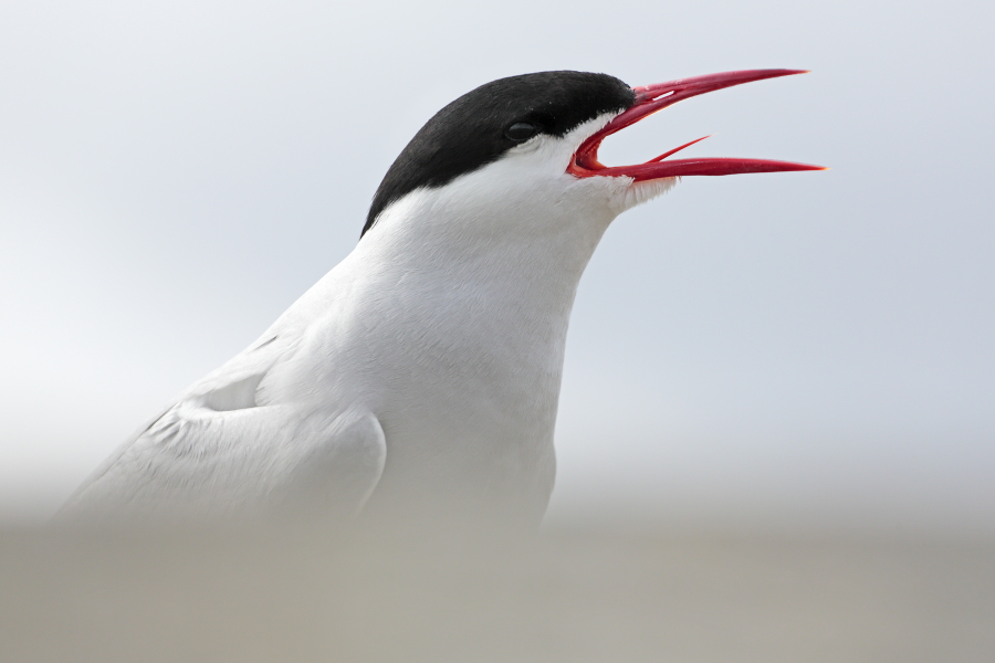 Küstenseeschwalbe am Eidersperrwerk, Schleswig-Holstein
