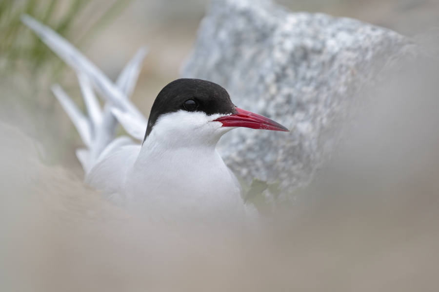 Küstenseeschwalbe am Eidersperrwerk, Schleswig-Holstein