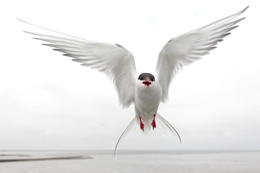 Küstenseeschwalbe am Eidersperrwerk, Schleswig-Holstein