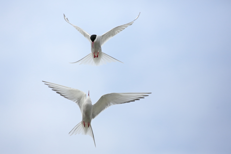 Küstenseeschwalbe am Eidersperrwerk, Schleswig-Holstein