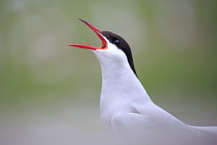 Küstenseeschwalbe am Eidersperrwerk, Schleswig-Holstein