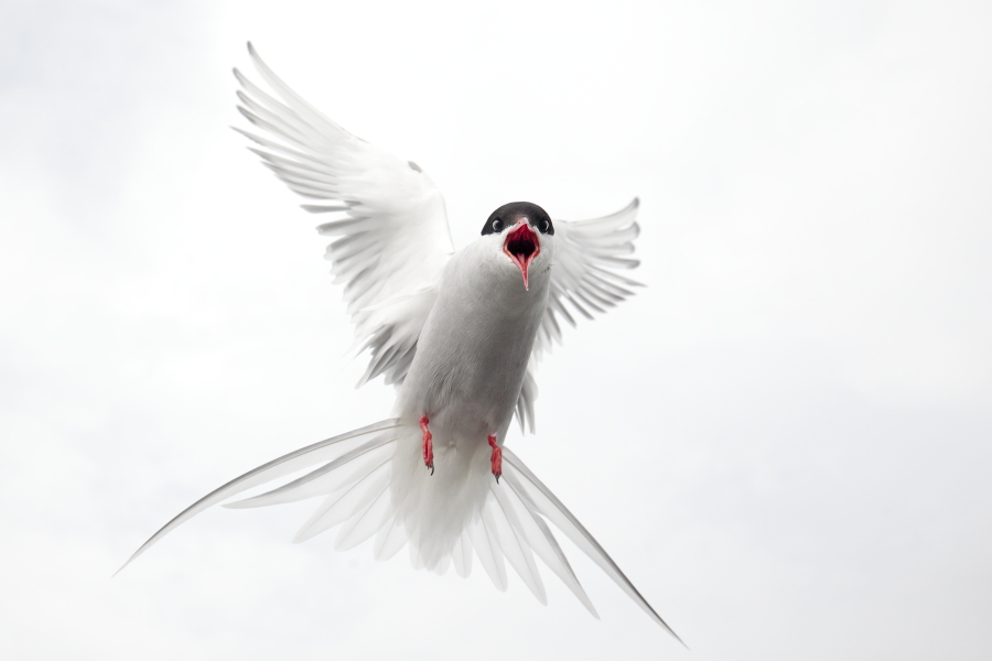Küstenseeschwalbe am Eidersperrwerk, Schleswig-Holstein