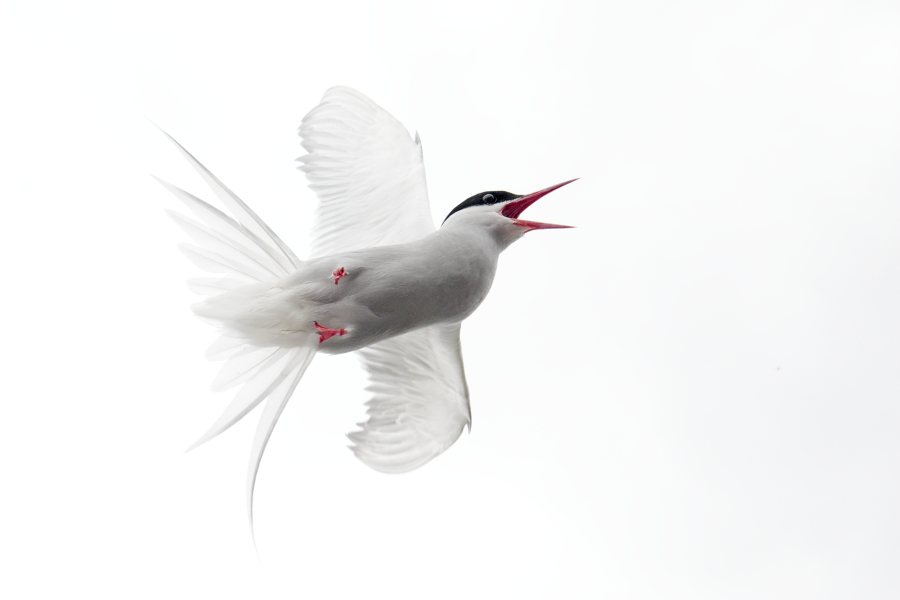 Küstenseeschwalbe am Eidersperrwerk, Schleswig-Holstein