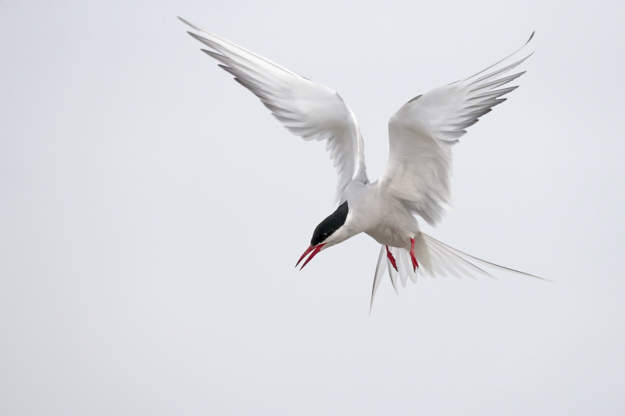 Küstenseeschwalbe am Eidersperrwerk