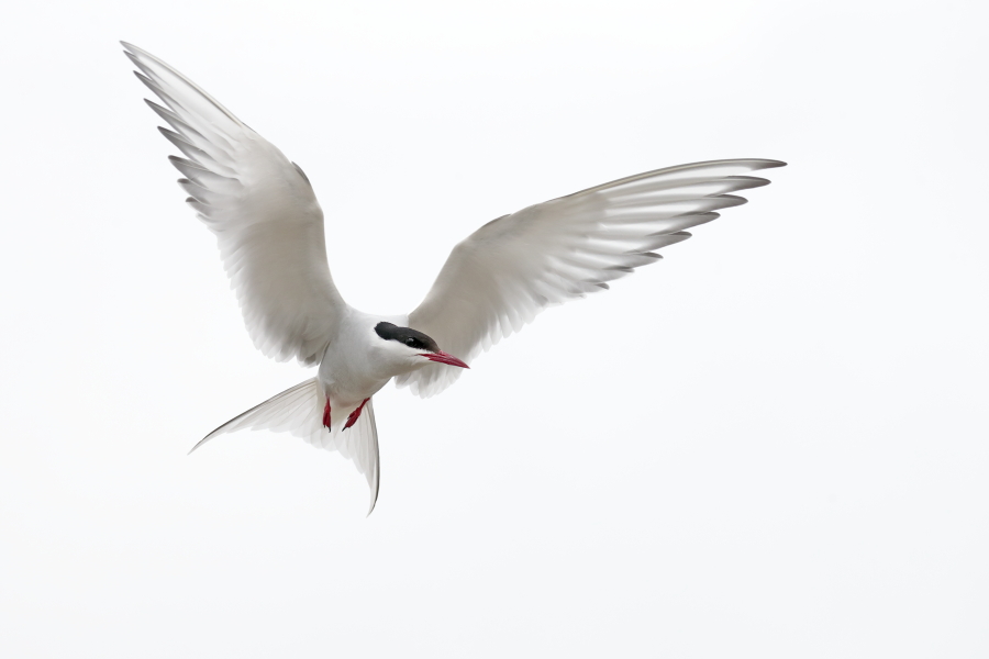 Küstenseeschwalbe am Eidersperrwerk