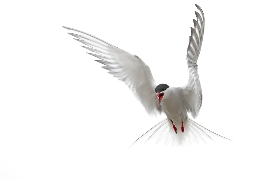 Küstenseeschwalbe am Eidersperrwerk