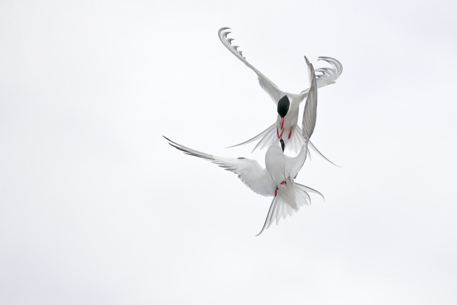 Küstenseeschwalbe am Eidersperrwerk
