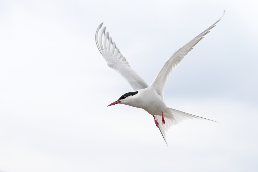 Küstenseeschwalbe am Eidersperrwerk