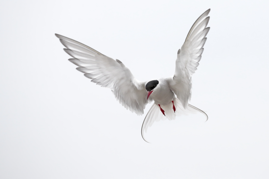 Küstenseeschwalbe am Eidersperrwerk