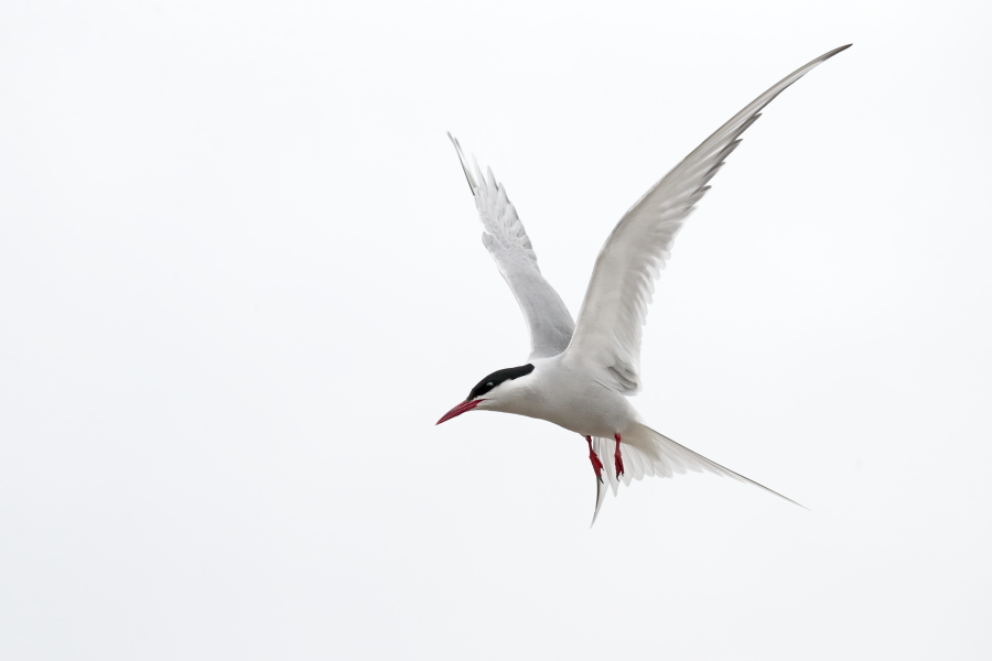 Küstenseeschwalbe am Eidersperrwerk